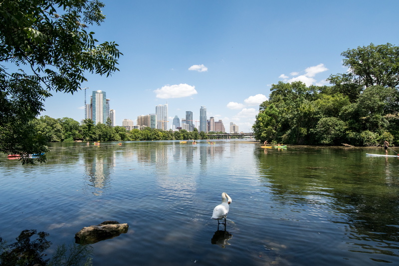 bird, lake, tree, sky, Texas, austin, Ladybird, tx, skyscraper, Town Lake, vertebrate, Austin, white, architecture, 5K, swan, day, body, built structure