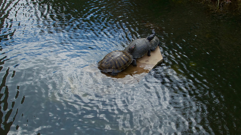 zoology, calm, university of texas at austin, university, animals in the wild, texas, united states, blue, tranquil, animal themes, ripples, 5K, animal wildlife