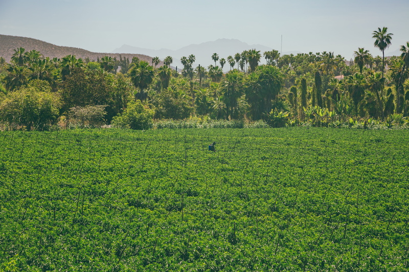 nature, tropical, green color, 5K, tree, farm, no people, todos santos, sky, landscape, day, plant, tea crop, land, plantation, growth, beauty in nature