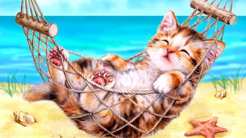 feline, vertebrate, mammal, animal themes, nature, Wasser, cat, outdoors, sea, Katze, relaxation, animal, pets, water, 720P, domestic animals, whisker