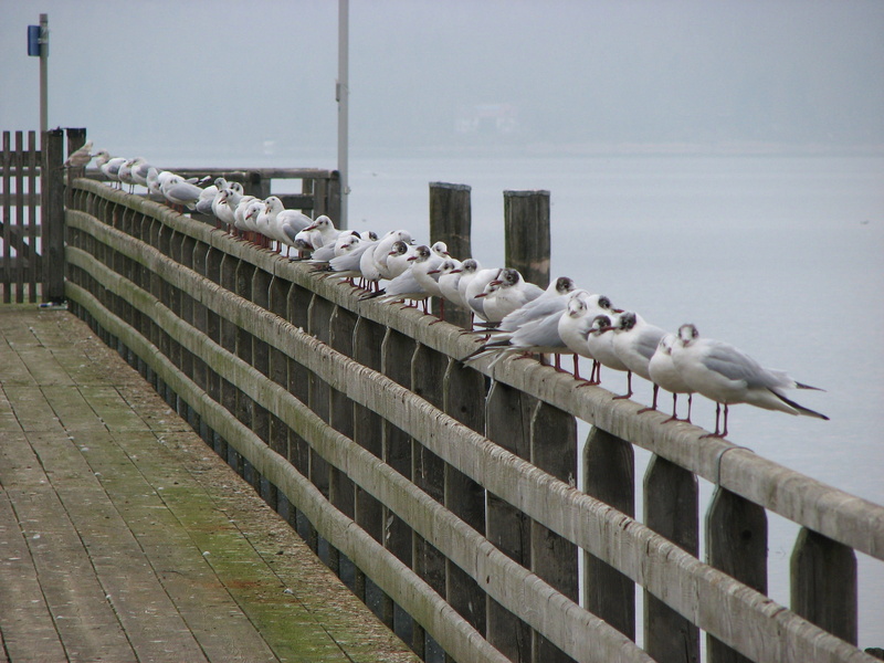 day, architecture, wood, create, outdoors, jetty, railing, birds, group of animals, animal themes, vertebrate, 2K, Gulls, perching, built structure, pier