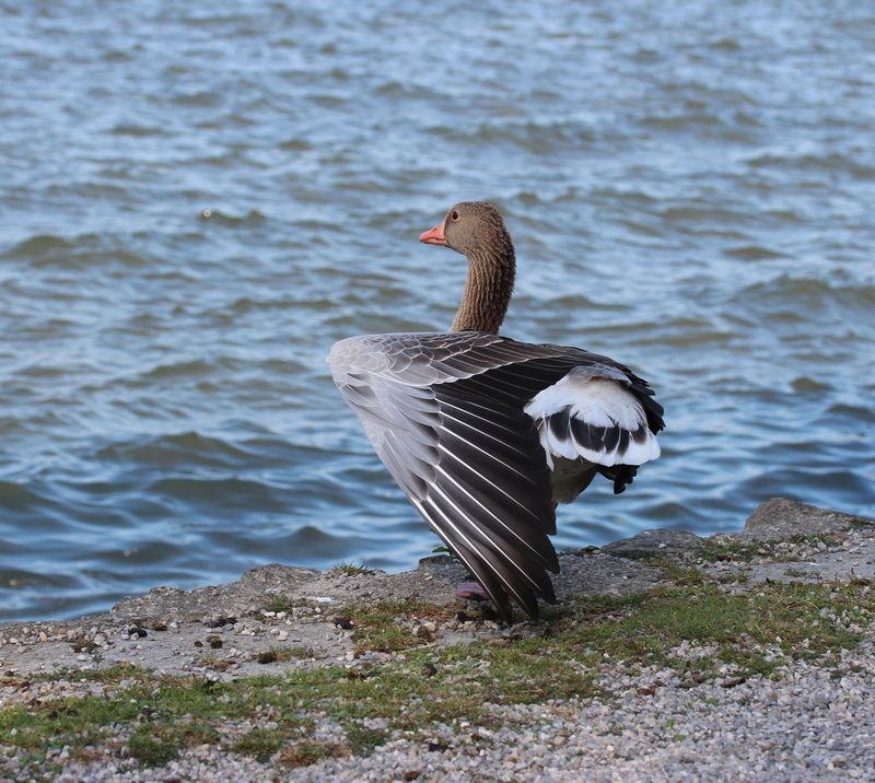 water bird, water, animals in the wild, lake, beach, feather, 2K, animal themes, beak, beauty in nature, plumage, no people, one animal, animal wildlife