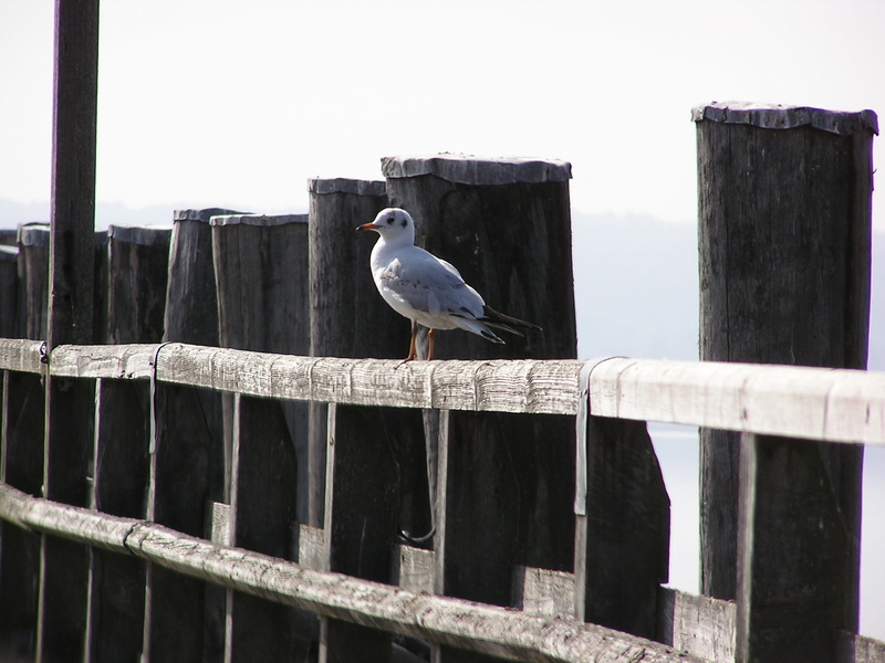 animals in the wild, day, architecture, vertebrate, wooden post, barrier, bird, ammersee, 1080P, outdoors, boundary, Web, wood - material, perching, animal wildlife