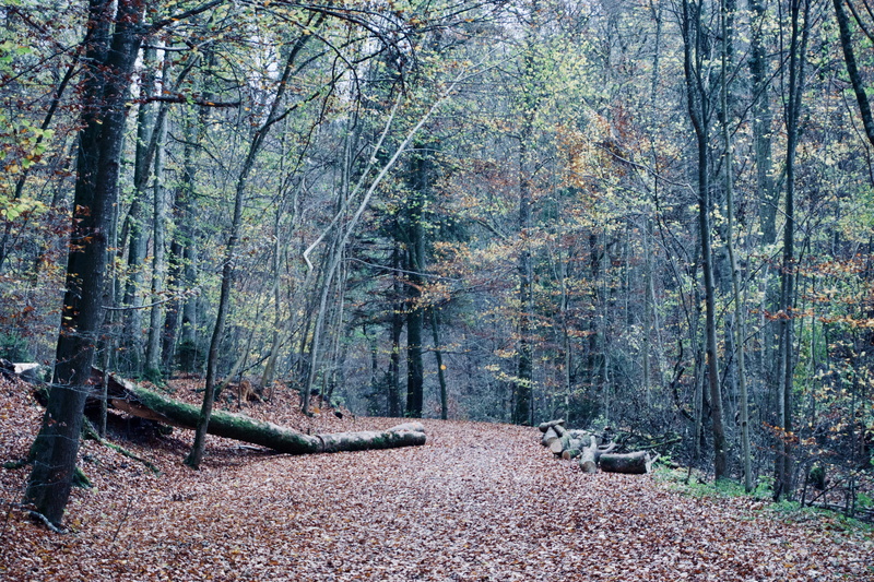 trunk, change, herrsching, no people, tranquil scene, footpath, germany, non-urban scene, tranquility, andechs, the way forward, direction, nature