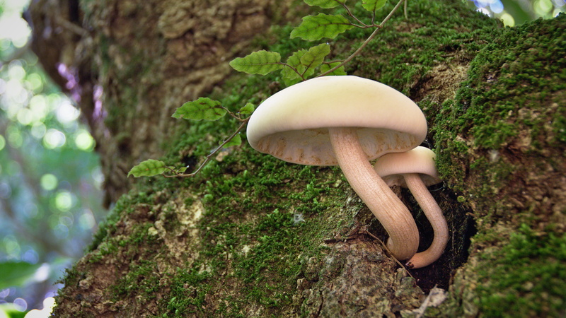 woodside, growth, 5K, toadstool, outdoors, otago, growing, dunedin, maukaatua route, fungi, tree, beauty in nature, fungus, mushrooms, vegetable, focus on foreground