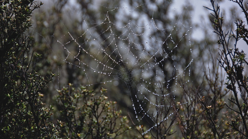 spider web, nature, 5K, complexity, growth, upper waitati, manuka, orb web, droplets, tranquility, bush, fragility, outdoors, no people, mountain track