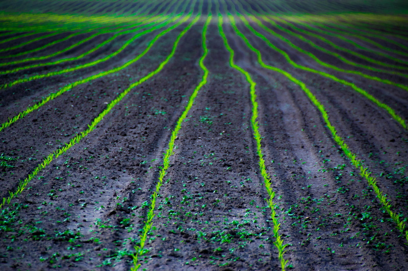 farm, depth of field, field, nature, 5K