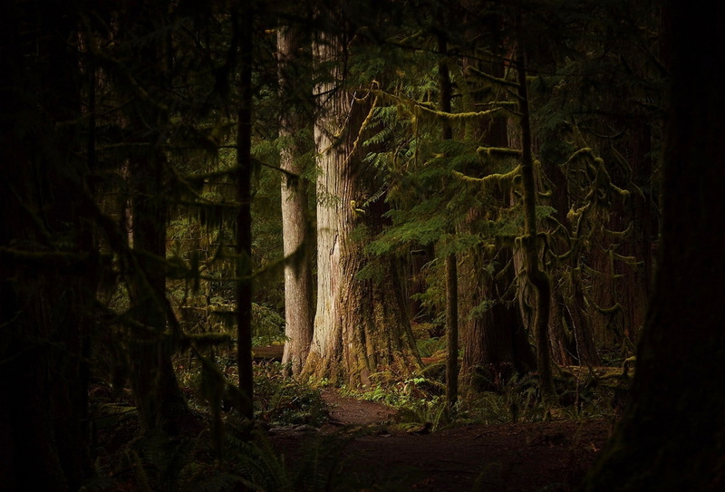 land, tree, beauty in nature, green color, tranquil scene, ferns, forest, plant, tranquility, landscape, nature, trees, shrubs, remote, scenics - nature