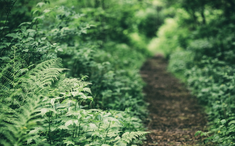 green color, tree, nature, selective focus, beauty in nature, depth of field, forest, ferns, outdoors, land, 1080P, plant, no people, footpath, fern, leaf