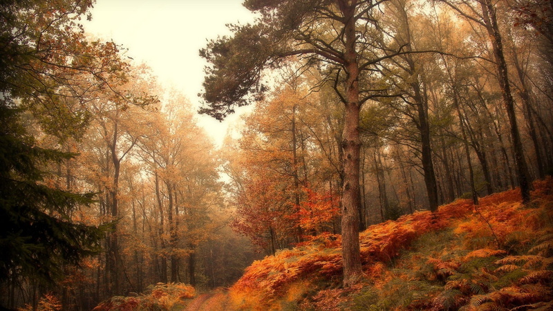 beauty in nature, sky, forest, hills, idyllic, path, 1080P, change, tranquil scene, outdoors, no people, leaves, mist, day, autumn, woodland, plant, scenics - nature