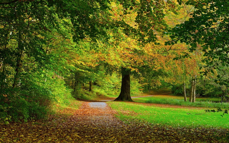 green color, autumn, growth, tranquility, day, footpath, direction, plant, tree, the way forward, autumn collection, change, grass, outdoors, beauty in nature