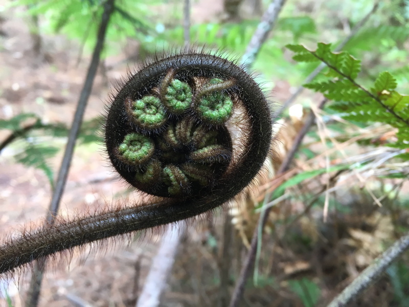 high angle view, animal, plant part, close-up, animal themes, land, fern, focus on foreground, food, green, food and drink, selective focus, nature, unfurling
