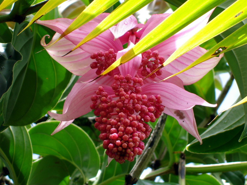 palm fronds, tropical flowers, 3d and abstract, flowers, pink hilo, 1080P, hilo