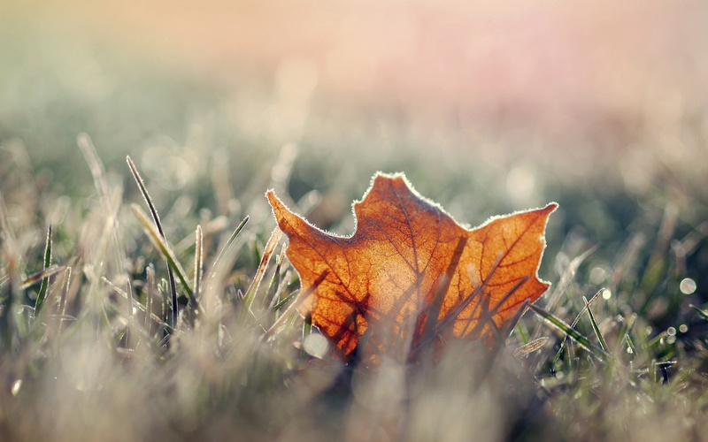 vulnerability, selective focus, plant part, orange color, surface level, plant, natural condition, outdoors, close-up, beauty in nature, leaf, macro, nature