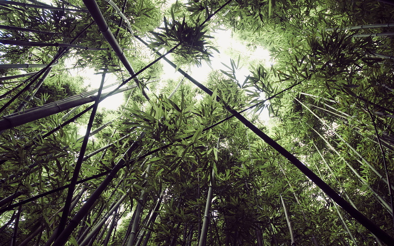 nature, bamboo, forest, leaves, bamboo forest, 1080P