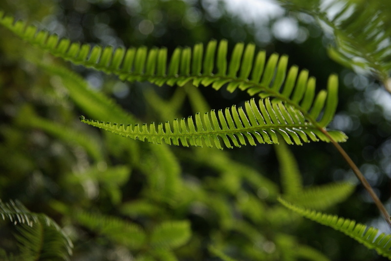 nature, ferns, macro, 1080P