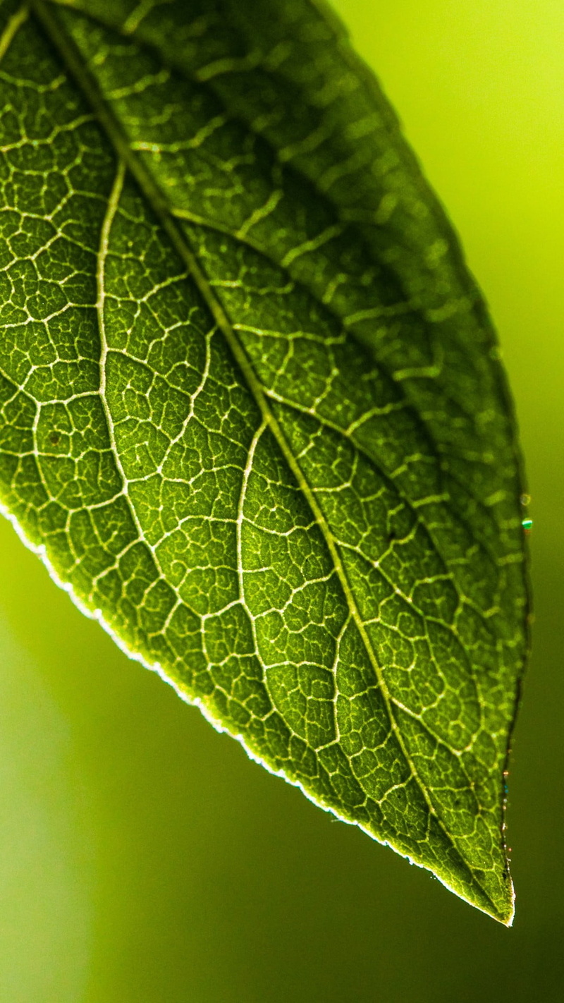 leaves, vulnerability, textured, green, textile, green color, single object, fragility, leaf, leaf vein, plant, backgrounds, plant part, textured effect