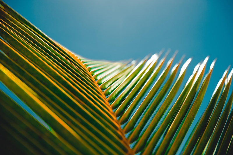 plant, hd, blue, green, frond, nature, pattern, leaves, sunlight, 5k, backgrounds, leaf, 5K, plant part, close-up, tree, tropical climate, palm leaf, industry