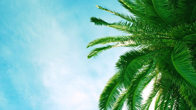 close-up, low angle view, 1080P, palm leaf, sky, tranquility, summer, plant, day, skies, tree, plant part, palm, leaf, palm tree, green color, tropical tree