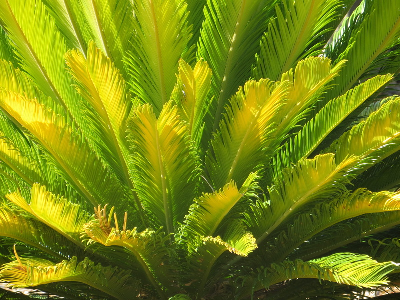 nature, leaves, tranquility, full frame, exotic, texture, Jungle, Plant, plant part, tropic, outdoors, tree, Palm, palm leaf, frond, beauty in nature, day