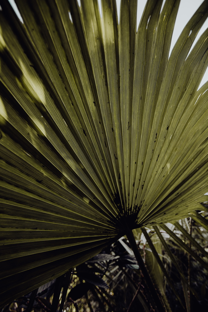 portugal, tropical, beauty in nature, frond, day, plant, lisboa, plant part, flower, outdoors, nature, lisbon, growth, botany, tree, fragility, 5K, no people