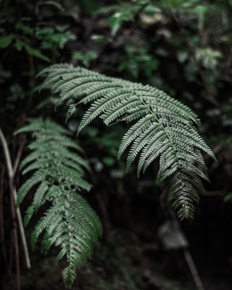 day, plant, nature, focus, plants, flora, focus on foreground, green color, frond, leaves, no people, outdoors, tree, freshness, leaf, environment, fern