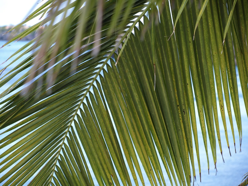 palm, coast, no people, palm leaf, focus on foreground, outdoors, bamboo - plant, the, 2K, light green, botany, green color, flora, sea, natural pattern