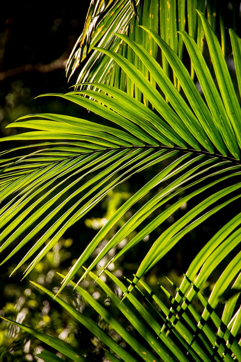close-up, growth, sub-tropical, tropical climate, tranquility, freshness, palm tree, australia, native, no people, nature, day, rain forest, focus on foreground