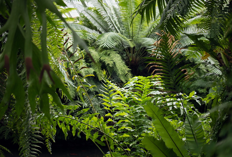 tree, land, outdoors, fronds, leaves, plant, green color, leaf, lush foliage, fern, day, jungle, palm leaf, green, bush, close-up, beauty in nature, tranquility
