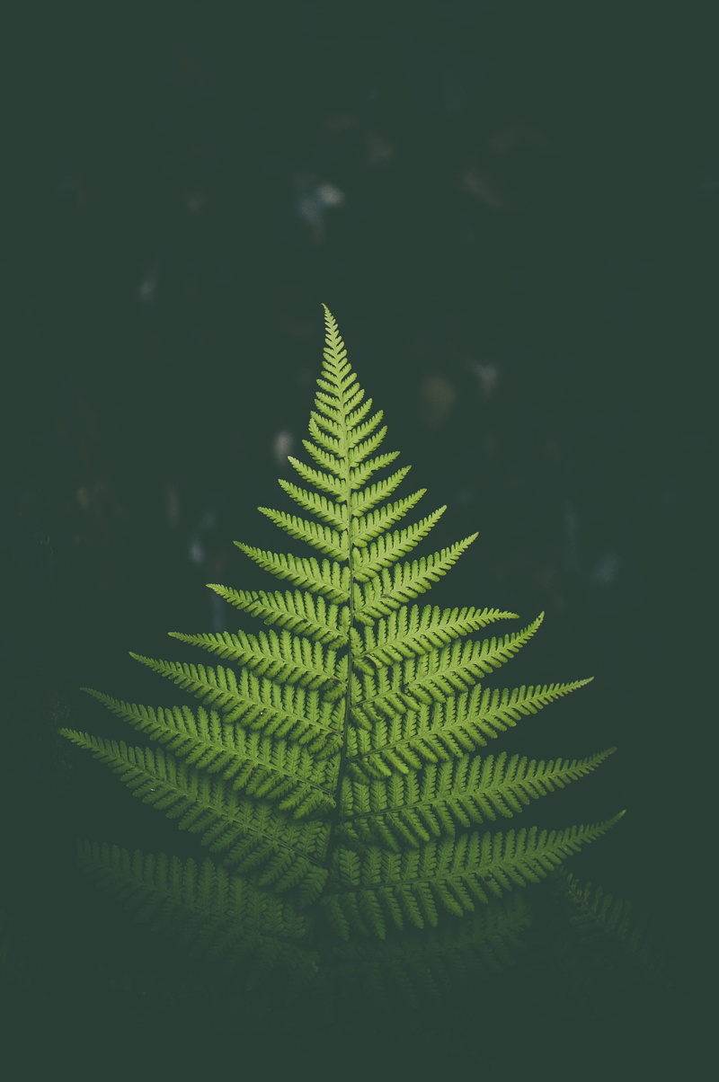 no People, summer, shape, botany, fern, christmas tree, macro, beauty In Nature, plant, bush, branch, abstract, freshness, tree, backgrounds, leafed, christmas