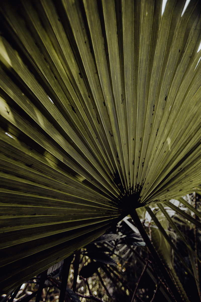 5K, beauty in nature, plant part, lisboa, belem, frond, pattern, trees, leaf, botany, tropical climate, growth, day, natural pattern, lisbon, outdoors