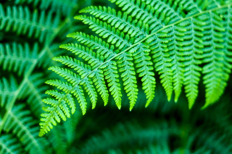leaf, green, fern, leaves, close-up, growth, no people, close, pattern, coniferous tree, natural pattern, 5K, textured, beauty in nature, frond, full frame