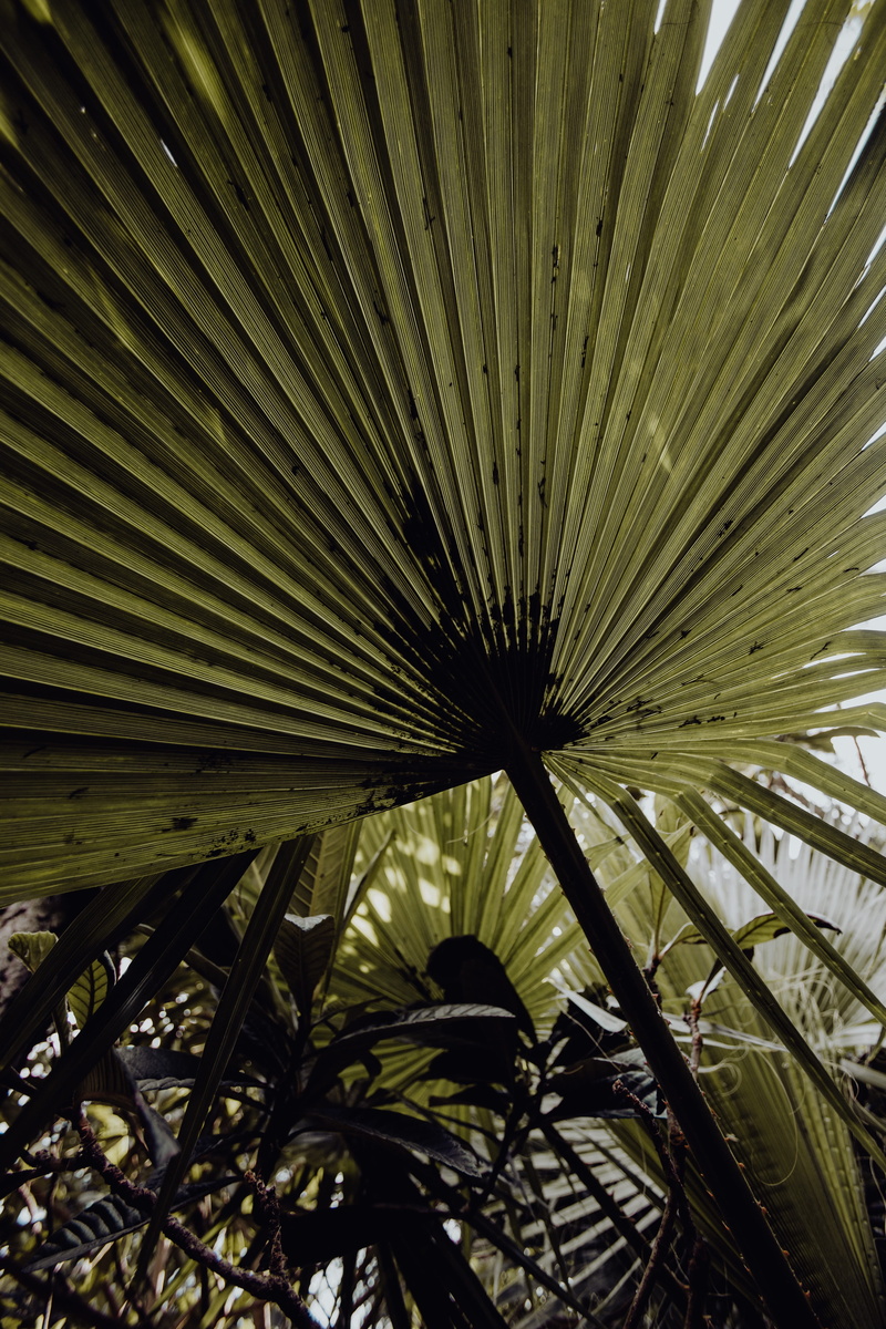 belem, tropical climate, palm leaf, botany, plant part, garden, exotic, Europe, day, outdoors, frond, plant, tropical, beauty in nature, palms, nature