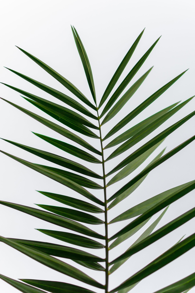 beauty in nature, tree, plant, tropical climate, no people, outdoors, palm tree, nature, day, green, close-up, frond, 5K, leaf, palm leaf, pattern, plant part