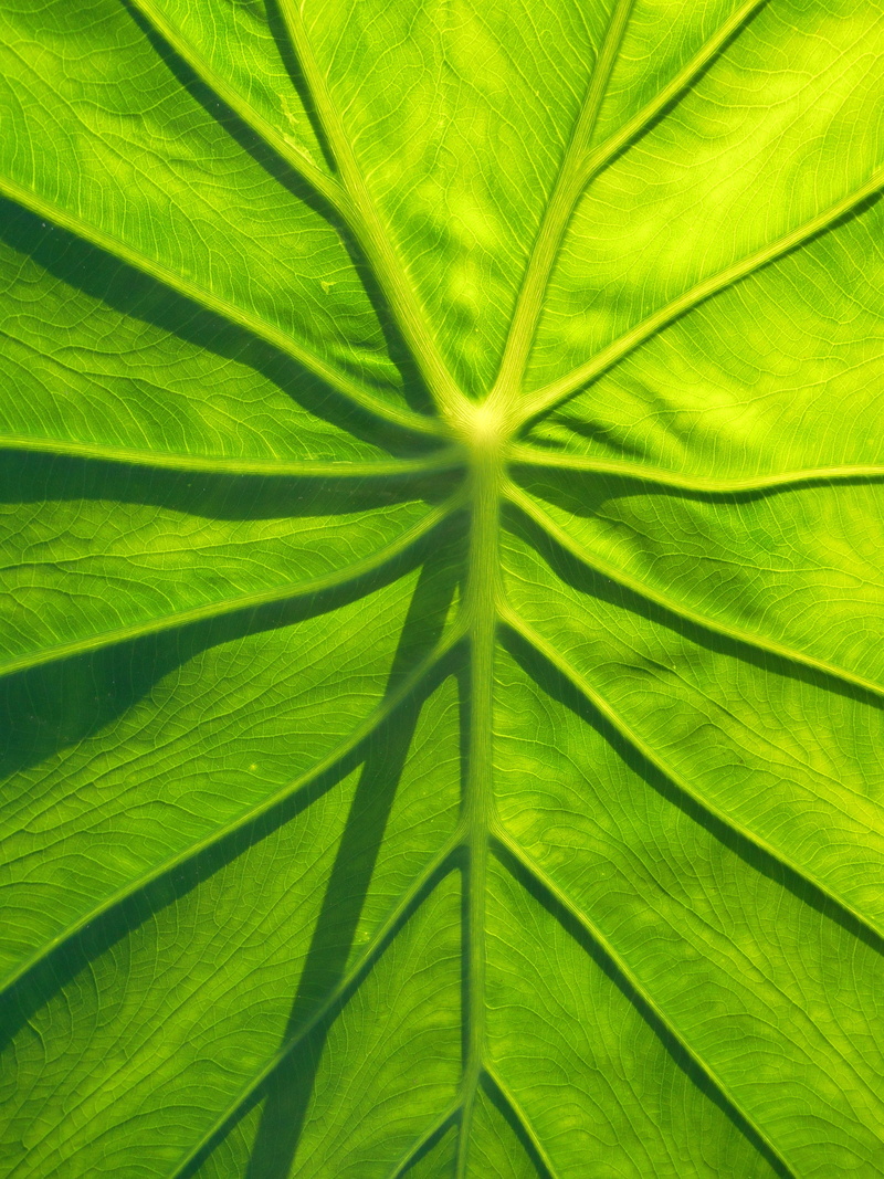 leaf vein, plant, growth, backgrounds, close-up, environment, full frame, beauty in nature, natural pattern, leaf vegetables, textured effect, pattern
