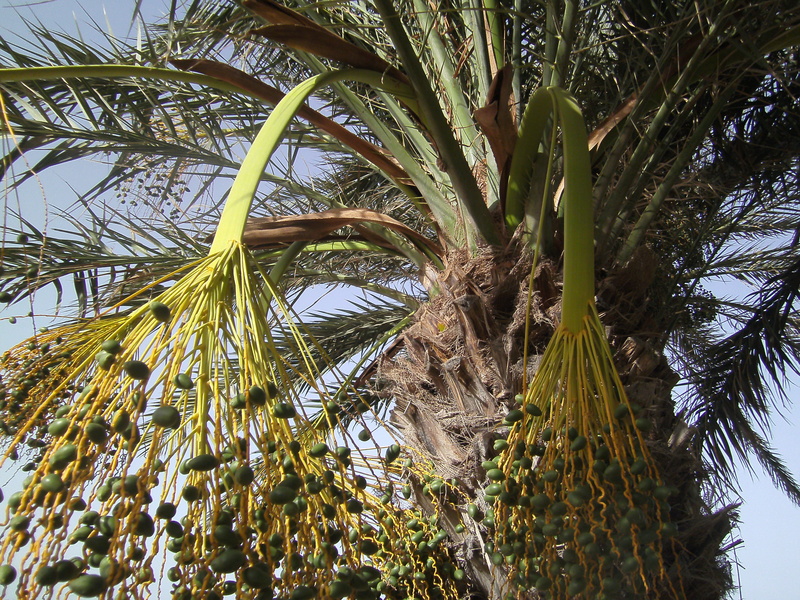 green color, palm, tranquility, tree, holiday, no people, plant part, dates, coconut palm tree, palm tree, tree trunk, outdoors, sky, leaf, branch, day