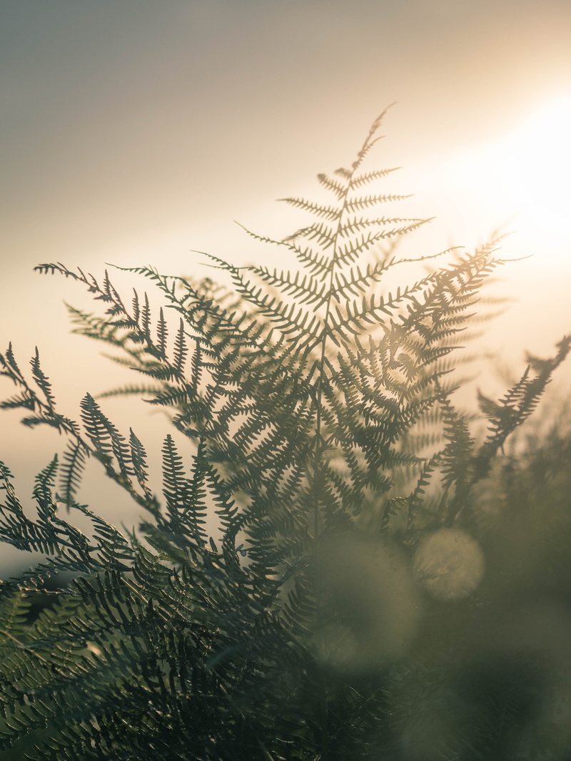 freshness, selective, 50mm, burgundy, sunrise - Dawn, tree, nature, leaves, green Color, focus, leafed, back Lit, leaf, landscape, forest, abstract, summer