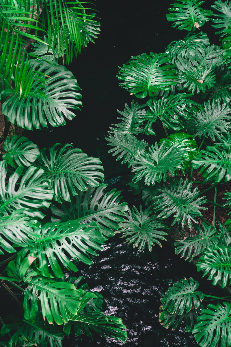 green, palm leaf, outdoors, pattern, background, exotic, frond, water, surrounded, iphone background, dark, tranquility, close, lush, tree, rain forest