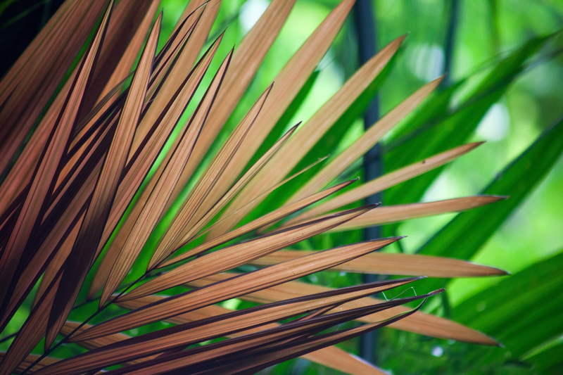 green Color, close-up, exotic, palm tree, backgrounds, focus on foreground, growth, contrast, grass, nature, pattern, brown, photography, blade of grass