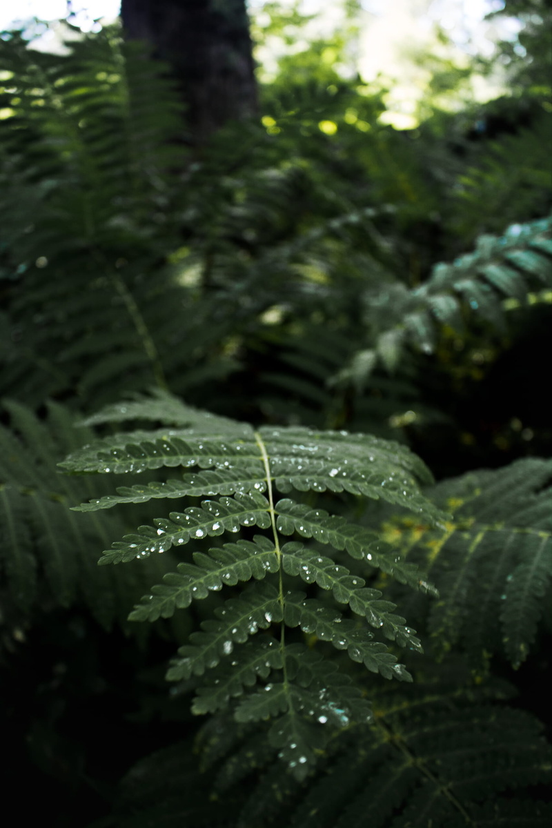 rain, united states, leaf, dew, vermont, green color, wet, water droplet, ferns, dewy leaf, raindrop, 2K, water, no people, selective focus, outdoors