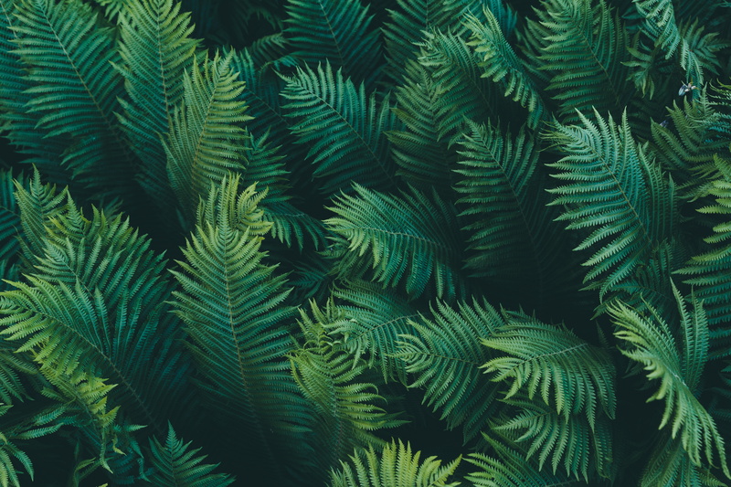 summer, evergreen Tree, frond, outdoors, macro, forest, coniferous tree, freshness, beauty In Nature, botany, backgrounds, fern, green background, plant