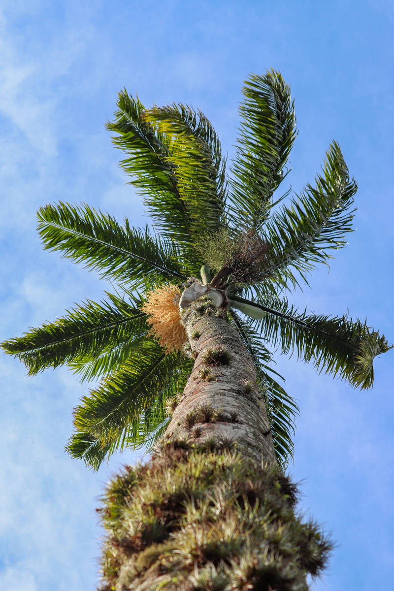 trunk, summer, tree trunk, tree, palm leaf, nature, tropical climate, tropical tree, sky, beach, branch, bark, palm tree, blue, palmas, cloud - sky, tropical