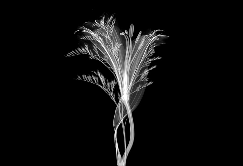 cut out, flower, 2K, abstract, pattern, no people, studio shot, blurred motion, macro, indoors, copy space, monochrome, frond, smoke - physical structure