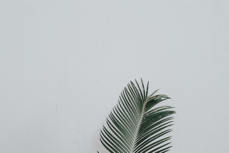 no people, palm leaf, tropical climate, plant, palm tree, natural pattern, green, 4K, green color, nature, single object, beauty in nature, indoors, studio shot