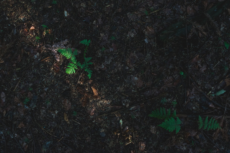 surrounded, leafed, plant part, leaves, night, tranquility, plant, green color, dirt, nature, leaf, ground, view, dried, forest, full frame, green, land