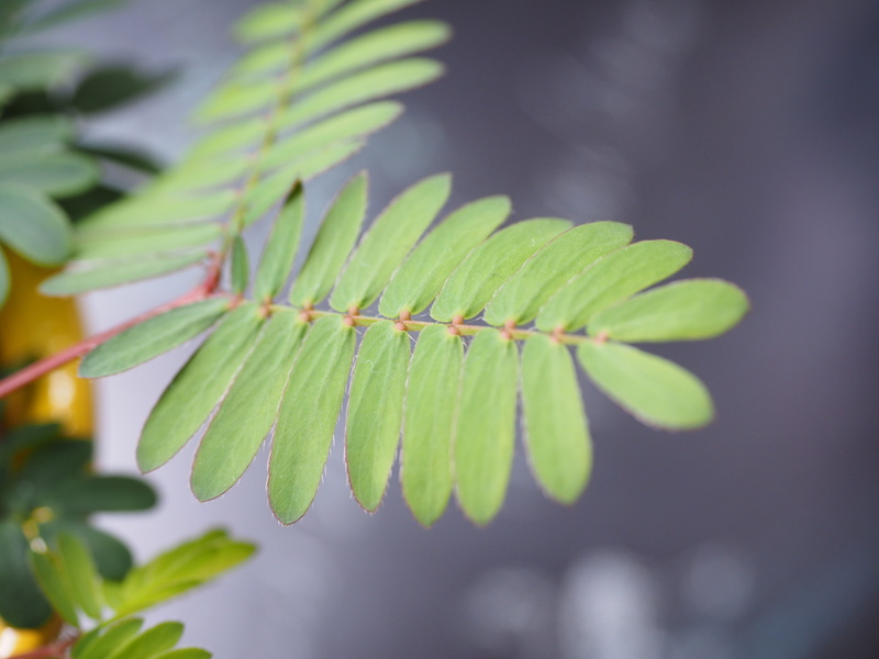 selective focus, beauty in nature, pinnate, nature, bashful sensitive plant, fragility, close-up, plant part, day, leaves, legume, leaf, semi shrub, no people
