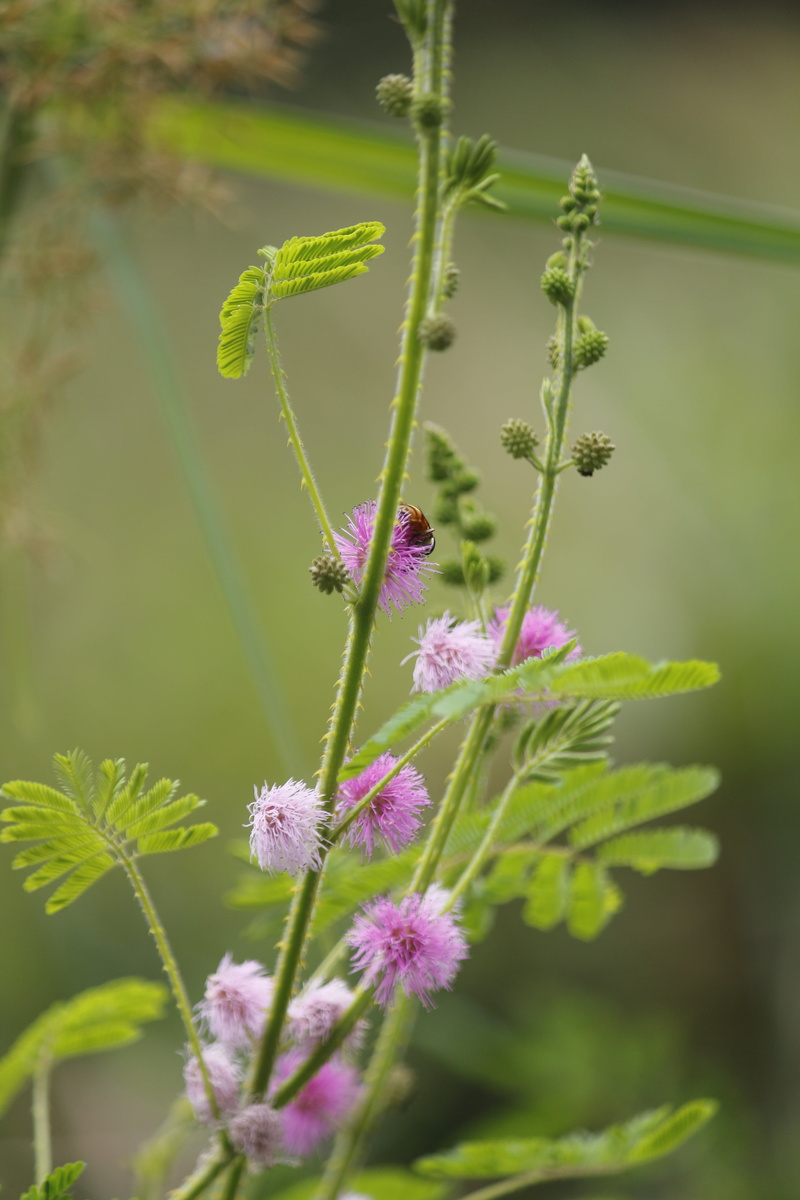 season, day, pudica, garden, natural, 5K, green, sensitive plant, focus on foreground, selective focus, bloom, sensitive, blooming, organic, freshness