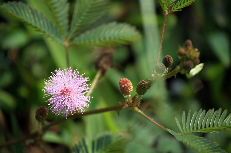 plant stem, focus on foreground, close-up, herb, mimosa pudica flower leaves, purple, blossom, flower, growth, wildflower, natural, flower head, botanical