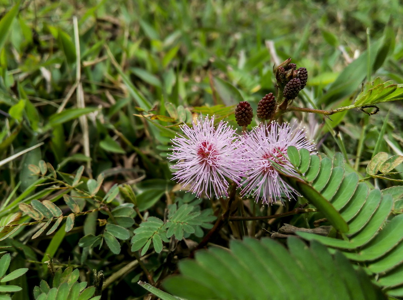 floral, day, vulnerability, no people, growth, close-up, botanical, natural, purple, green, 4K, plant part, inflorescence, petels, garden, flowering plant