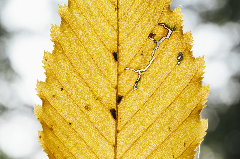 orange color, blossom, change, maple leaf, tree, autumn, 5K, flora, one, tranquility, branch, plant, growth, atzelsberg, sky, yellow, nature, leaf, flower